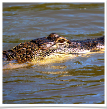 Alligator - Crusing Alligator - Crusing